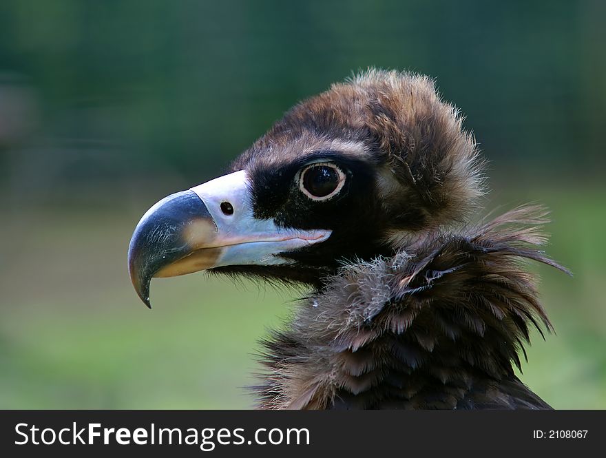 A big-beaked bird of pray.