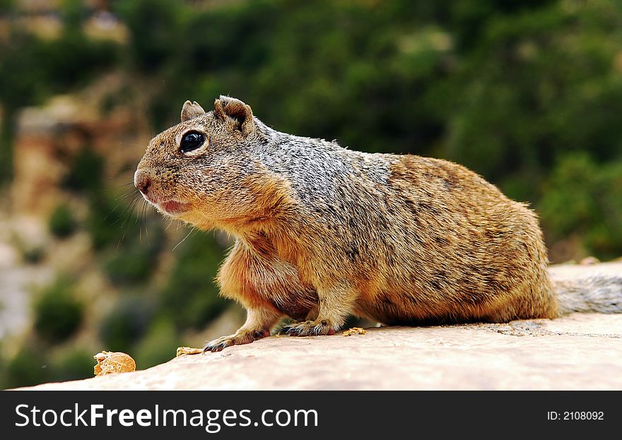 Curious squirrel waiting for his treat.