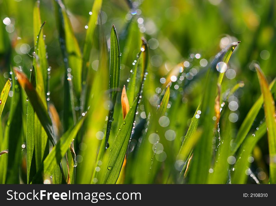 Morning dew on the spring grass