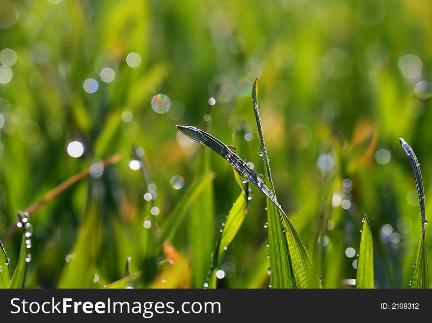Fresh green grass with many drops. Fresh green grass with many drops