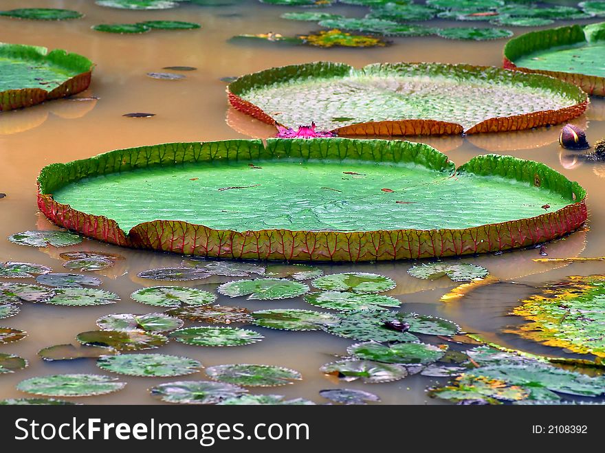 Water-lily leafs in a big pond in a park