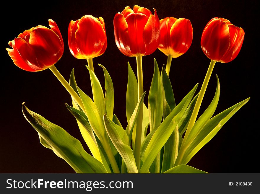 Fresh cut tulips taken with a black background. Fresh cut tulips taken with a black background