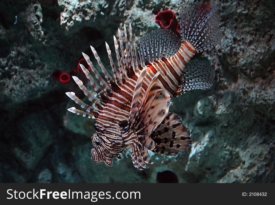 Lionfish with red and white stripes in an aquarium