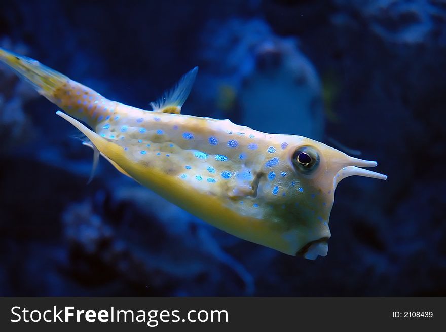 Tropical yellow fish with blue spots in the water