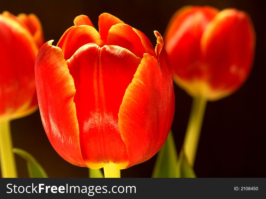 Macro view of a red tulip. Macro view of a red tulip
