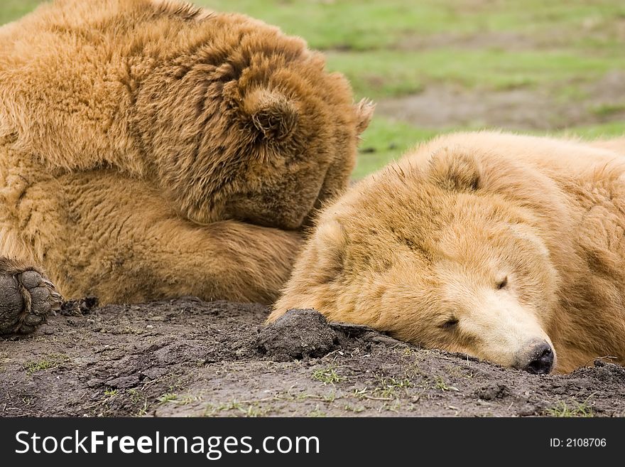 Two Kodiak brown bears taking a nap. Two Kodiak brown bears taking a nap