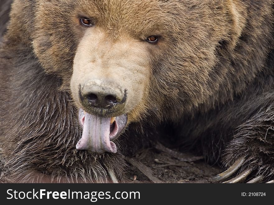 Close-up of a Kodiak bear licking paw, looking ready for dessert