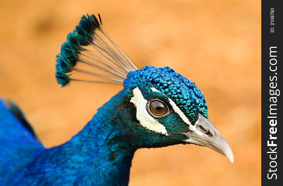 Close-up of a male peacock head. Close-up of a male peacock head