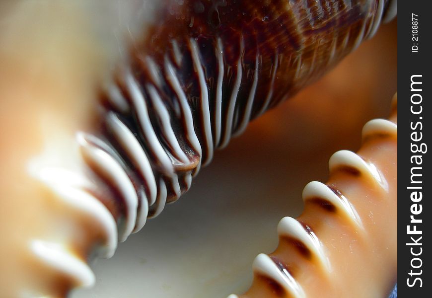 A close up of a tropical, exotic shell. A close up of a tropical, exotic shell