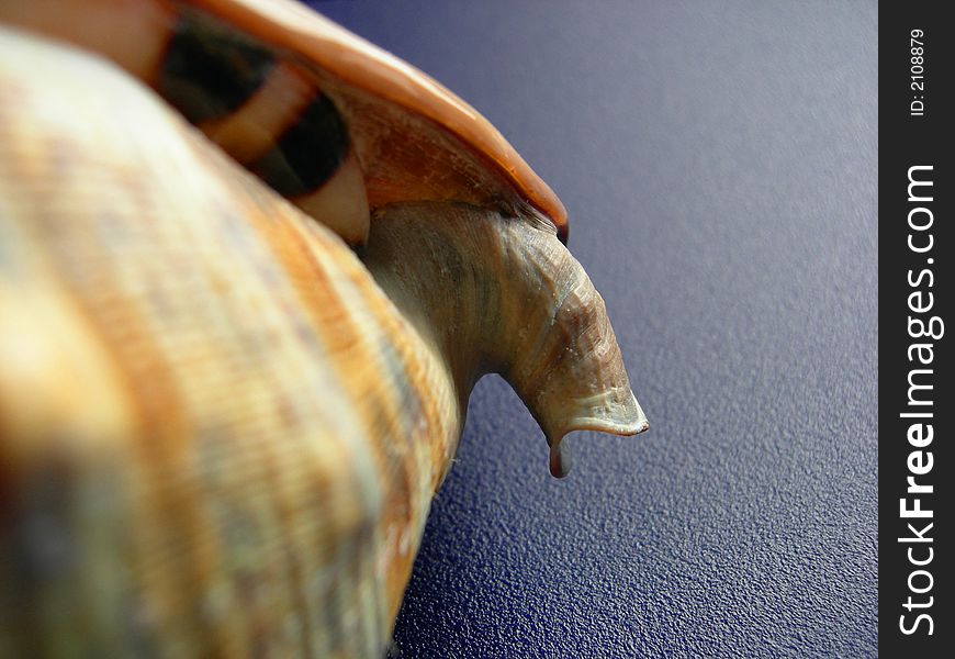 A close up of a tropical, exotic shell. A close up of a tropical, exotic shell