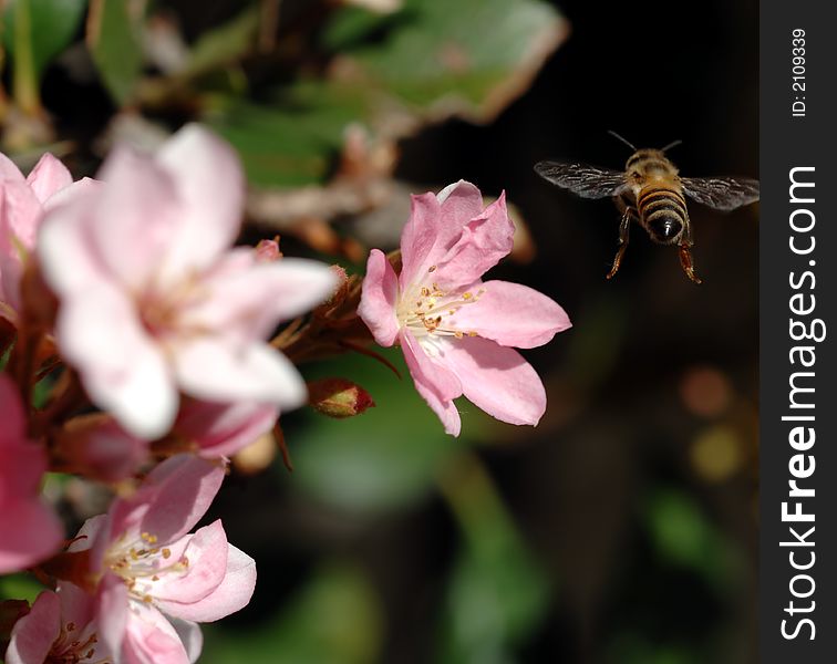 Honeybee In Flight Lands on Flower