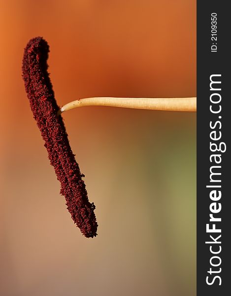 A close-up of a stamen from a plant. A close-up of a stamen from a plant.