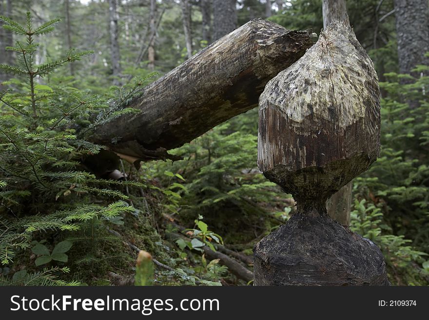 Beaver was busy working on these tree. Focus point on close tree stump. Beaver was busy working on these tree. Focus point on close tree stump.