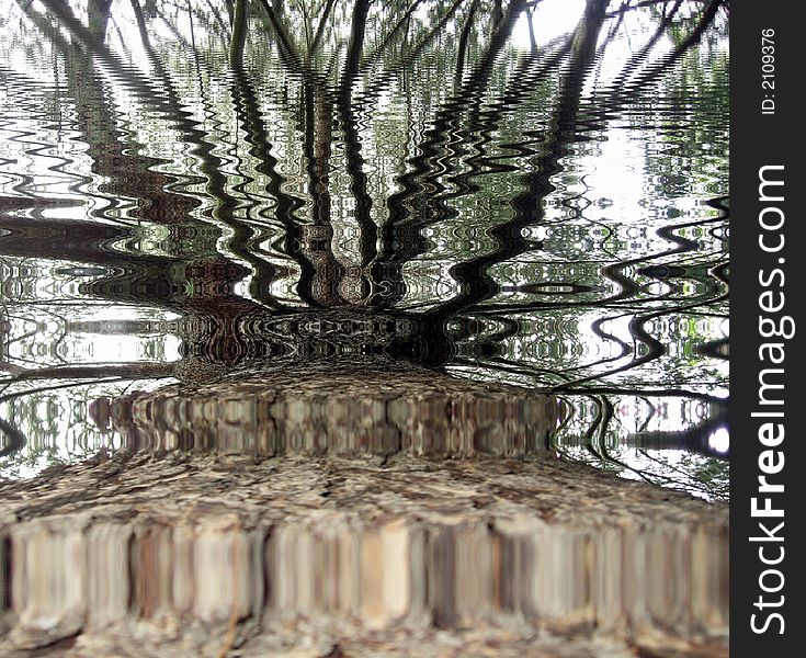 Tree Trunk Reflection