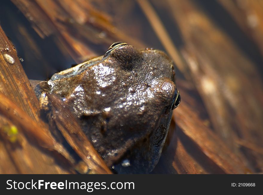 Frog in a pond with grass and eggs