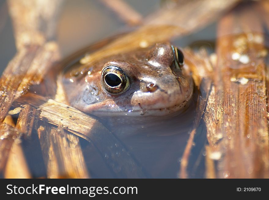 Frog in a pond with grass and eggs