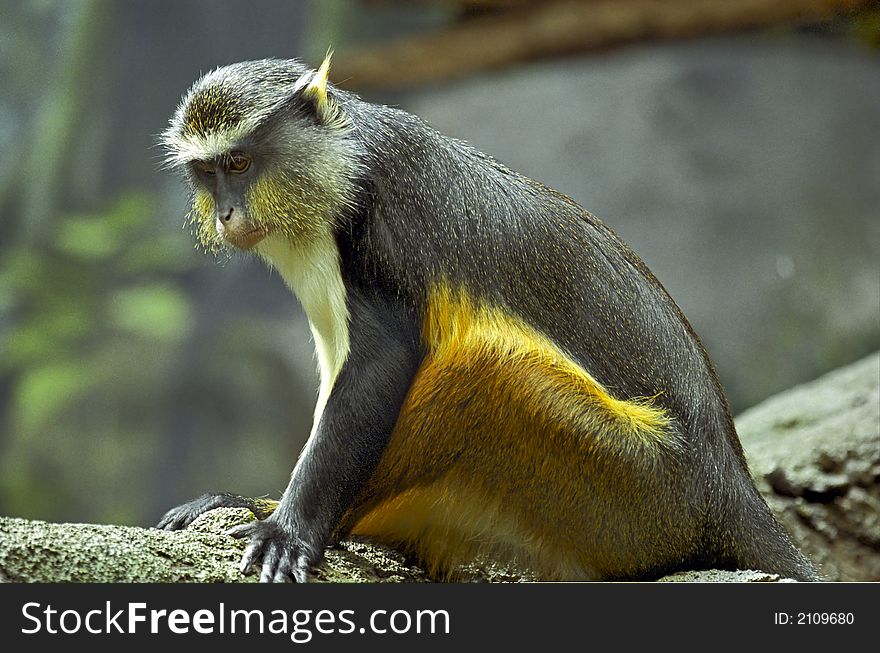 A Black and Brown Monkey on a tree limb. A Black and Brown Monkey on a tree limb