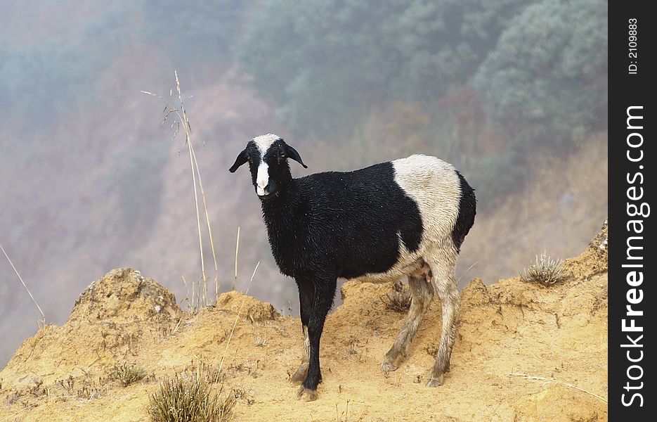 Mixed sheep in the clouds of gran canaria island goes its way at the abyss
