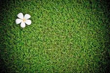 Plumeria On Lawn Royalty Free Stock Photos Plumeria On Lawn Royalty Free Stock Photos