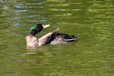 Mallard Duck Stock Photography