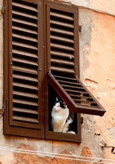 A Curious Cat Stock Photo A Curious Cat Stock Photo