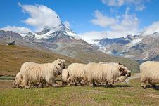Herd Of Sheep Stock Photos