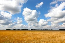 Wheat Field Of Gold With Cloudscape Royalty Free Stock Photography Wheat Field Of Gold With Cloudscape Royalty Free Stock Photography