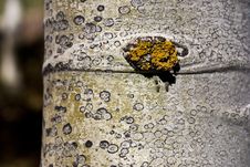 Aspen Bark Royalty Free Stock Photography