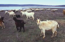 Goats And Sheep Royalty Free Stock Image Goats And Sheep Royalty Free Stock Image