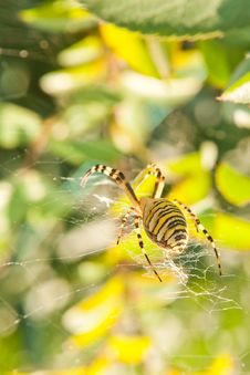 Big Spider On A Web Stock Photography Big Spider On A Web Stock Photography