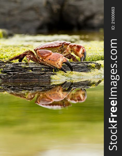 Crab on the beach in Norway