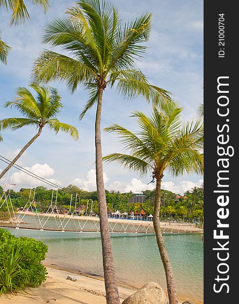 Tall coconut trees on a beautiful resort island. Commonly found in tropical areas.