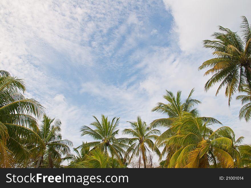 Many coconut trees forming a natural frame with beautiful blue sky and clouds. Many coconut trees forming a natural frame with beautiful blue sky and clouds.