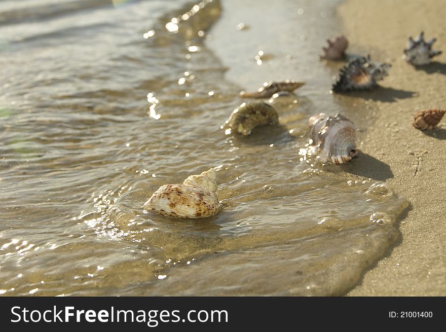 Washes cockleshells a wave ashore sea