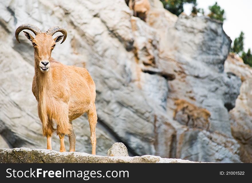 On a rock starring towards the camera. On a rock starring towards the camera.