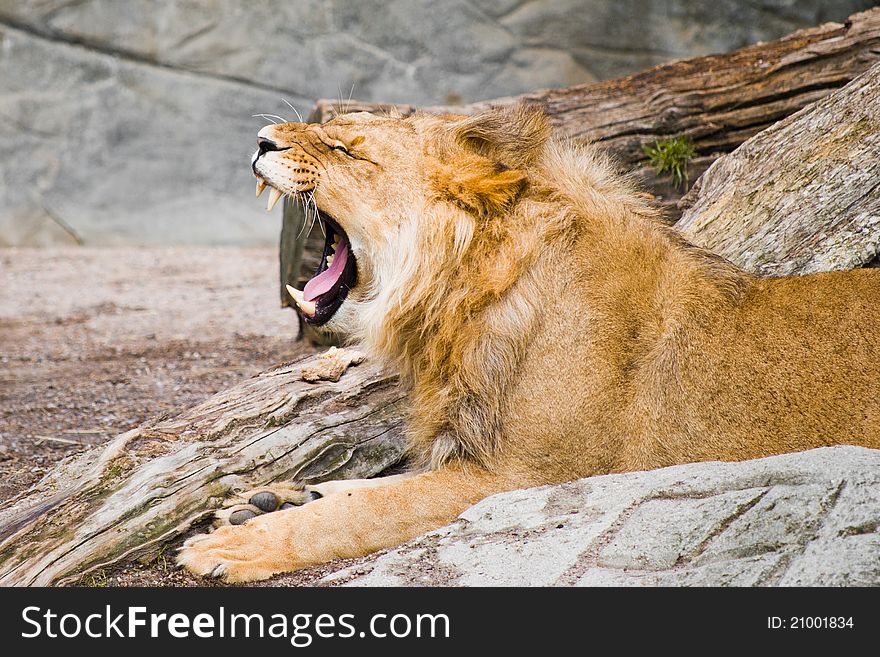 Lion with wide opened mouth. Lion with wide opened mouth.