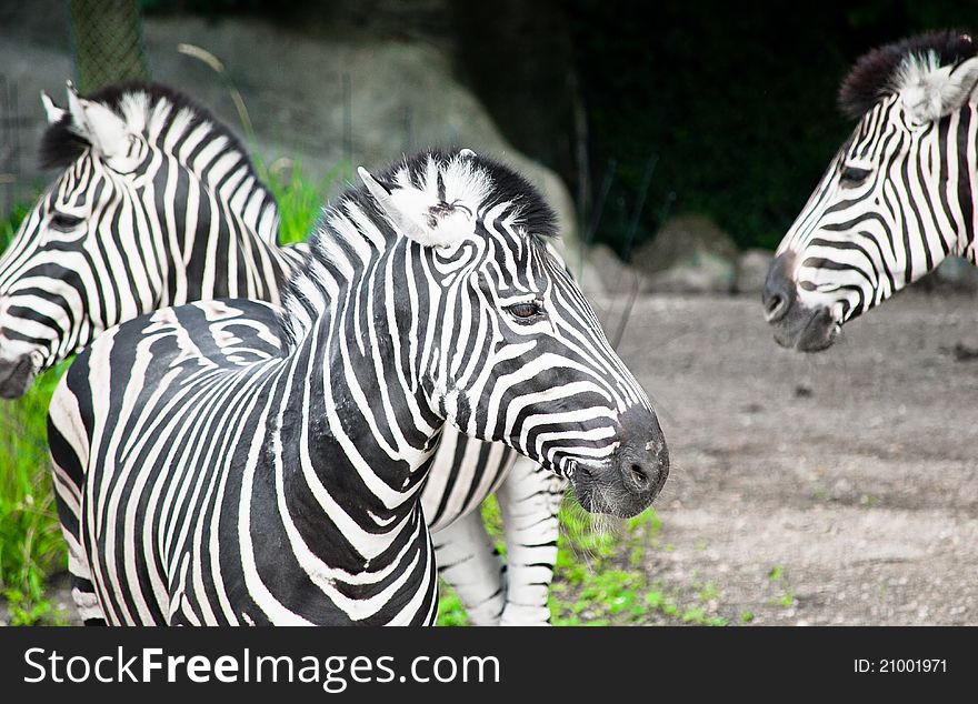 Two zebras posing for a photograph.
