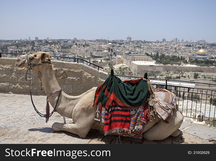 Camel is relaxing on the top of mountain of Olives