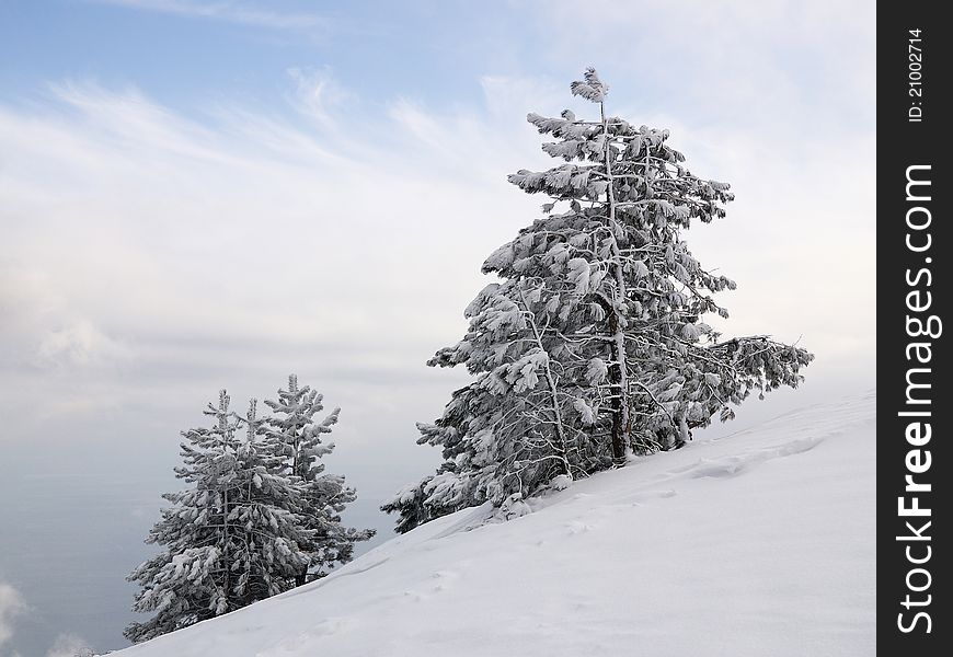 Pines On The Snow-covered Slope