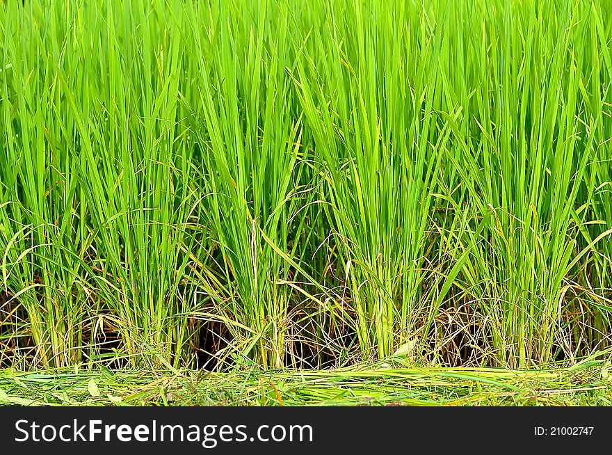 A rice field in Thailand