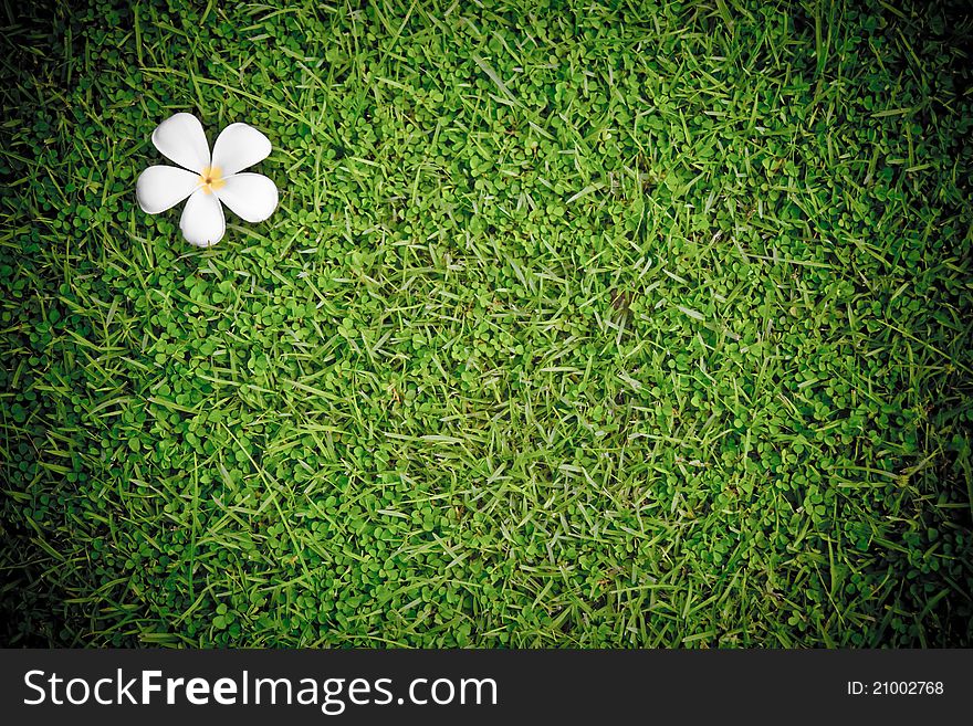 Plumeria On Lawn