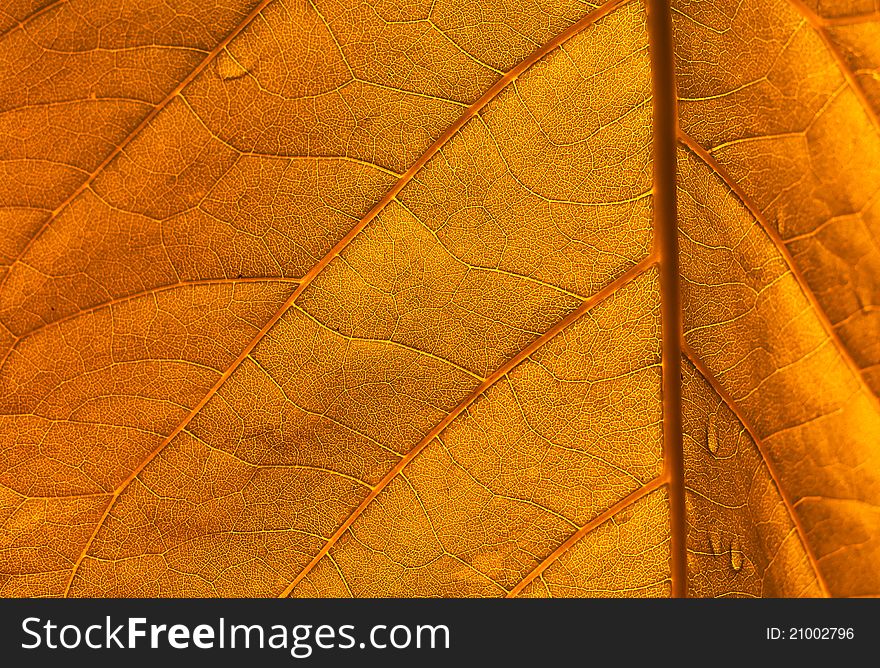 a yellow leaf texture background