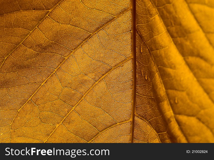 The yellow leaf texture background