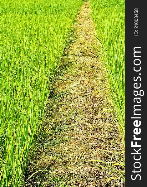 Footpath in a rice field