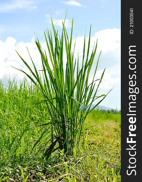 A rice plant with blue sky background