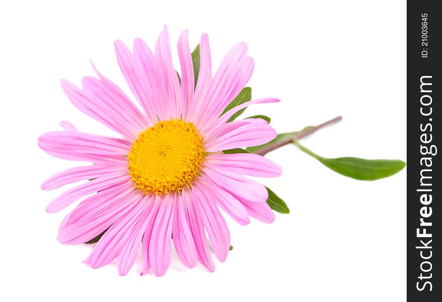 Pink aster on a white background