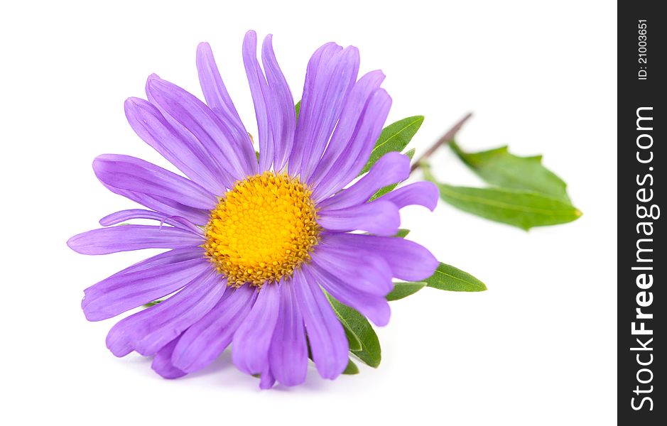 Aster on a white background