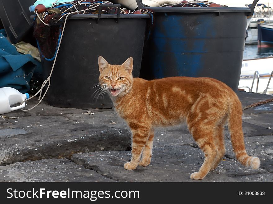 Stray cat to the marina of Capri. Stray cat to the marina of Capri