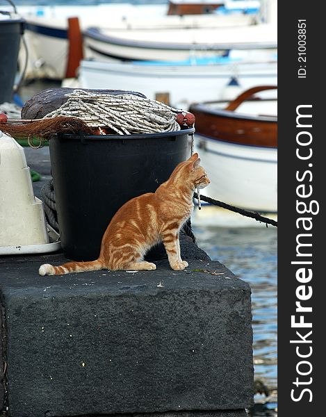 Stray cat to the marina of Capri. Stray cat to the marina of Capri