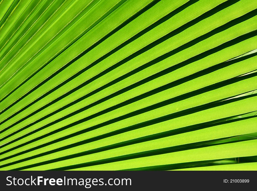 Image of green palm leaf closeup. Image of green palm leaf closeup